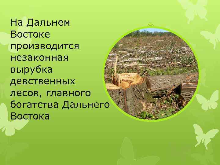 На Дальнем Востоке производится незаконная вырубка девственных лесов, главного богатства Дальнего Востока 