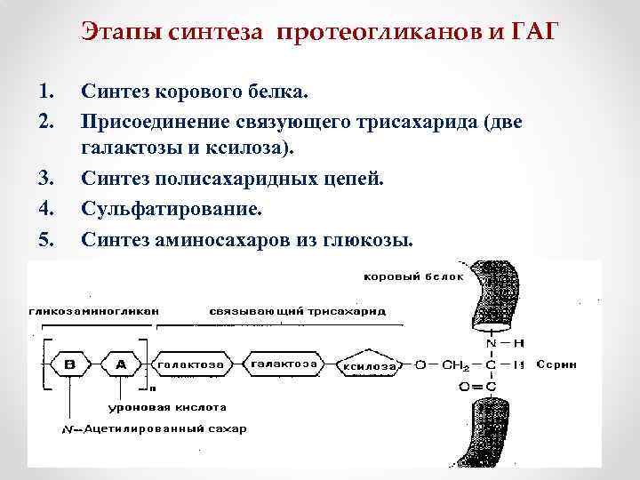 Схема катаболизма гликозаминогликанов