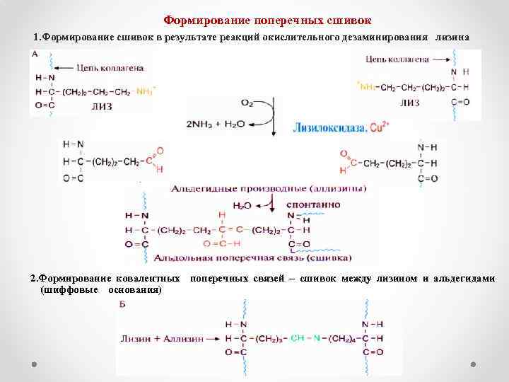 Расстояние между аминокислотами. Альдольная сшивка коллаген. Поперечные сшивки в молекуле коллагена. Коллаген Синтез реакция схема. Образование поперечных сшивок в коллагене.