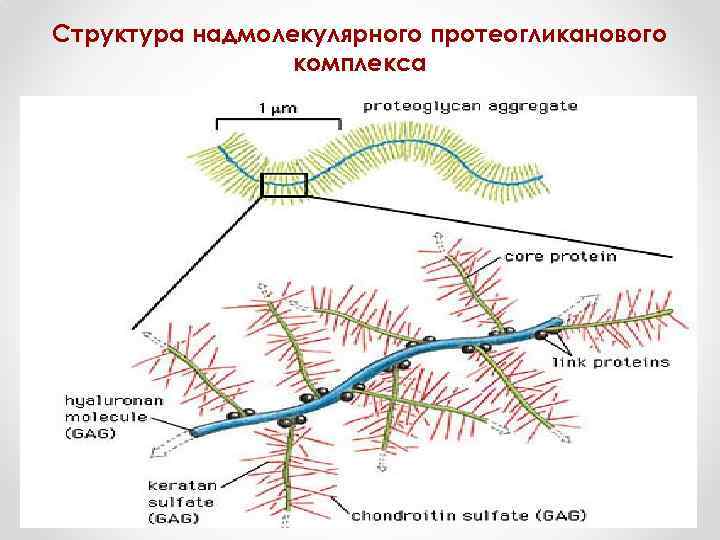 Структура надмолекулярного протеогликанового комплекса 