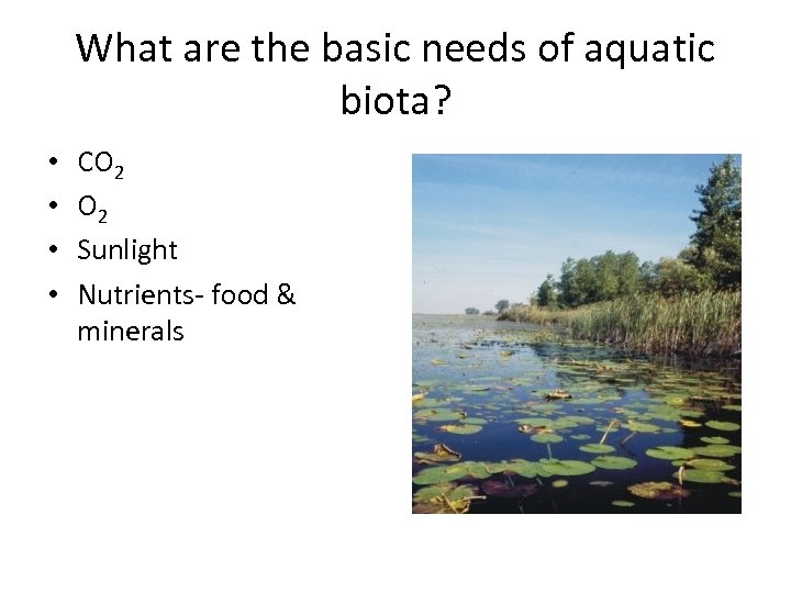 What are the basic needs of aquatic biota? • • CO 2 Sunlight Nutrients-