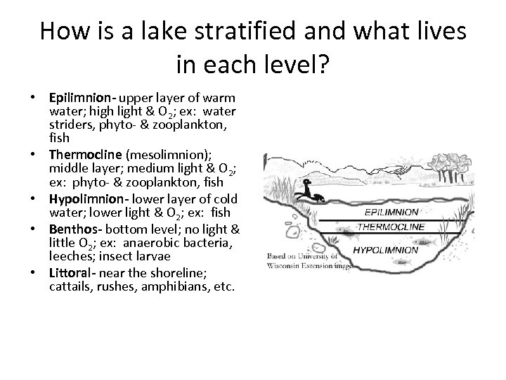 How is a lake stratified and what lives in each level? • Epilimnion- upper