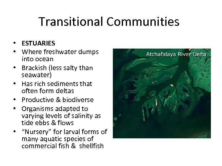 Transitional Communities • ESTUARIES • Where freshwater dumps into ocean • Brackish (less salty