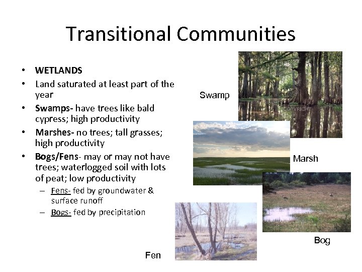 Transitional Communities • WETLANDS • Land saturated at least part of the year •