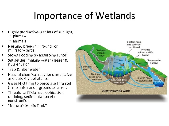 Importance of Wetlands • • • Highly productive- get lots of sunlight, ↑ plants