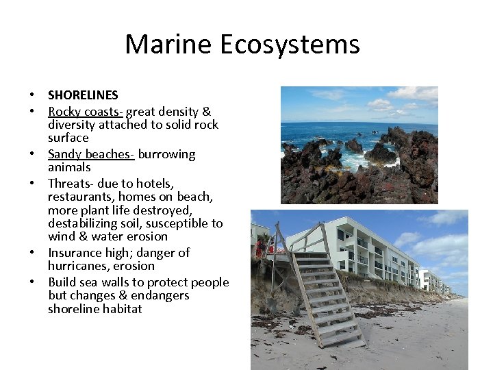 Marine Ecosystems • SHORELINES • Rocky coasts- great density & diversity attached to solid