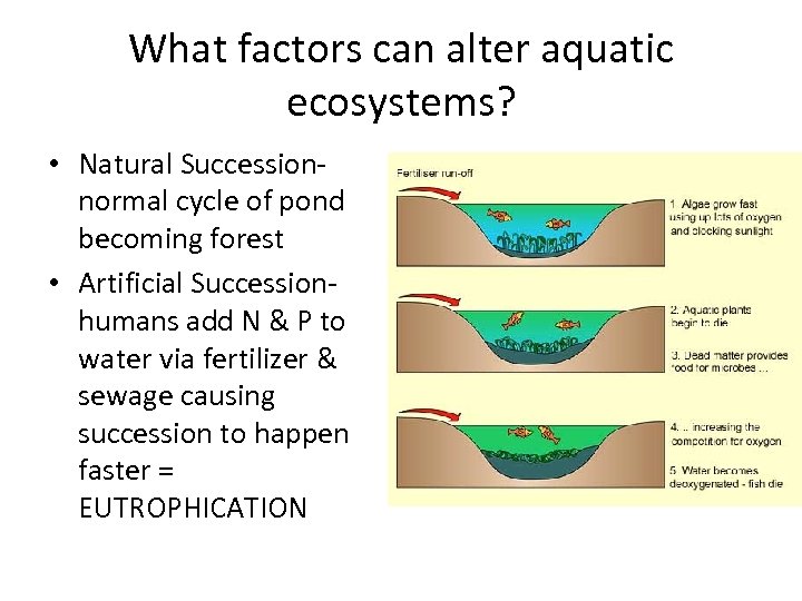 What factors can alter aquatic ecosystems? • Natural Succession- normal cycle of pond becoming