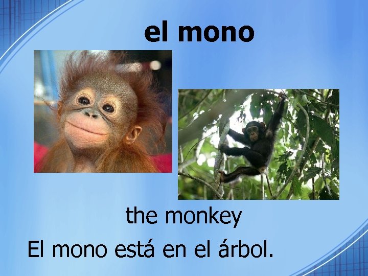 el mono the monkey El mono está en el árbol. 