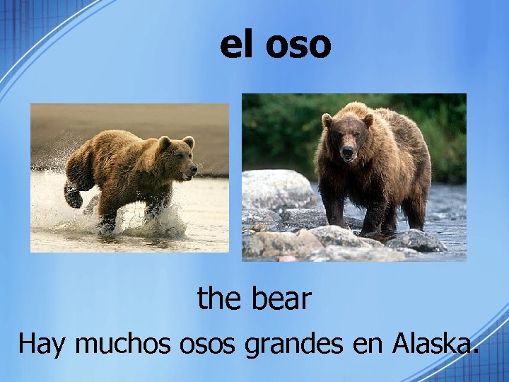 el oso the bear Hay muchos osos grandes en Alaska. 