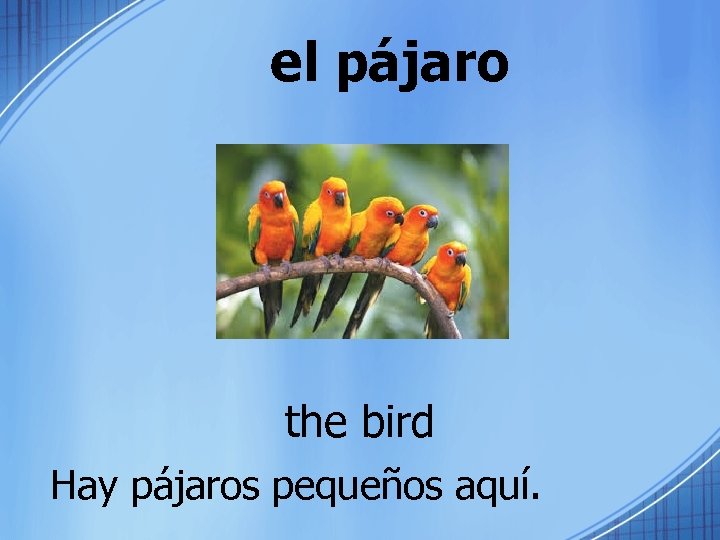 el pájaro the bird Hay pájaros pequeños aquí. 