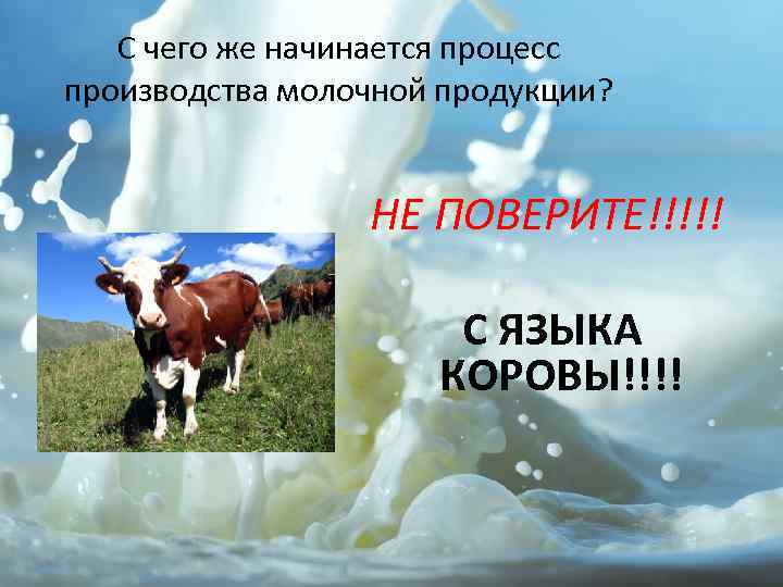 С чего же начинается процесс производства молочной продукции? НЕ ПОВЕРИТЕ!!!!! С ЯЗЫКА КОРОВЫ!!!! 