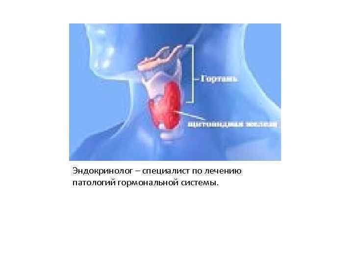 Эндокринолог – специалист по лечению патологий гормональной системы. 