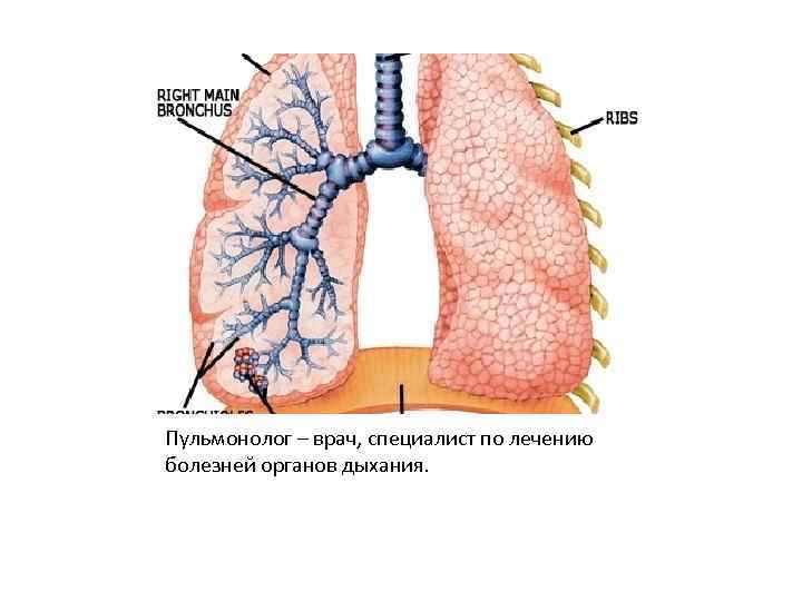 Пульмонолог – врач, специалист по лечению болезней органов дыхания. 