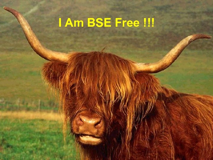 I Am BSE Free !!! 