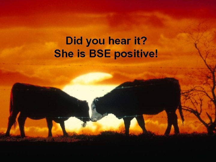 Did you hear it? She is BSE positive! 