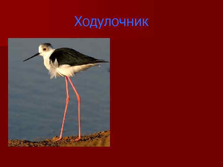 Ходулочник 