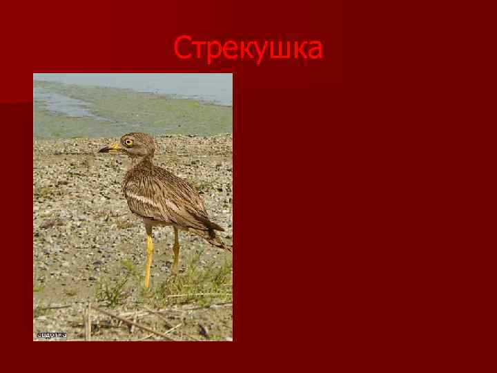 Фото красной книги самарской области