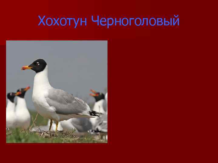 Хохотун Черноголовый 