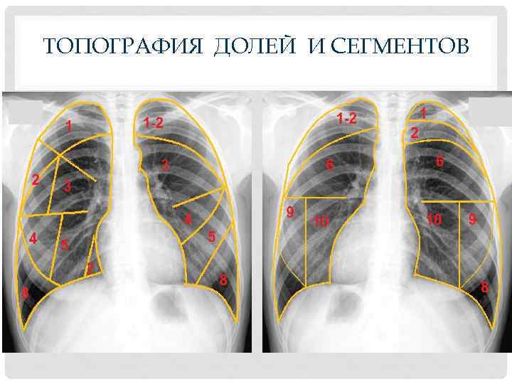 ТОПОГРАФИЯ ДОЛЕЙ И СЕГМЕНТОВ 