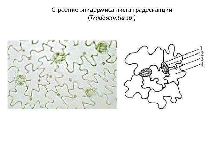Строение эпидермиса листа традесканции (Tradescantia sp. ) 