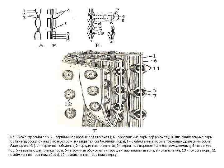 Рис. . Схема строения пор: А - первичные поровые поля (схемат. ); Б -