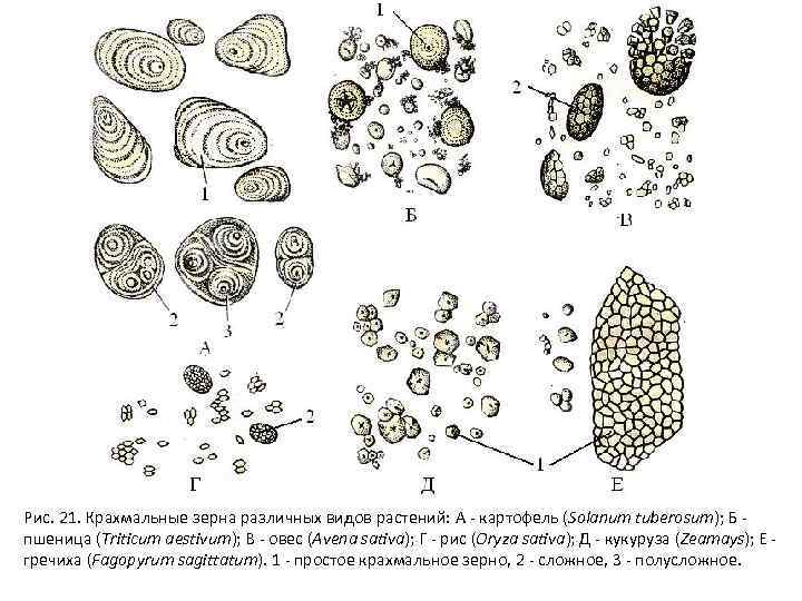 Рис. 21. Крахмальные зерна различных видов растений: А - картофель (Solanum tuberosum); Б -