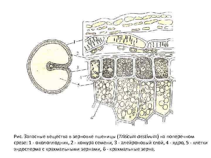 Рис. Запасные вещества в зерновке пшеницы (Triticum aestivum) на поперечном срезе: 1 - околоплодник,