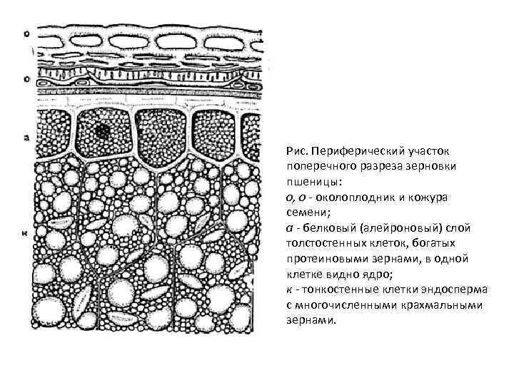 На рисунке кожица листа традесканции под микроскопом что изображено на рисунке под цифрой 1