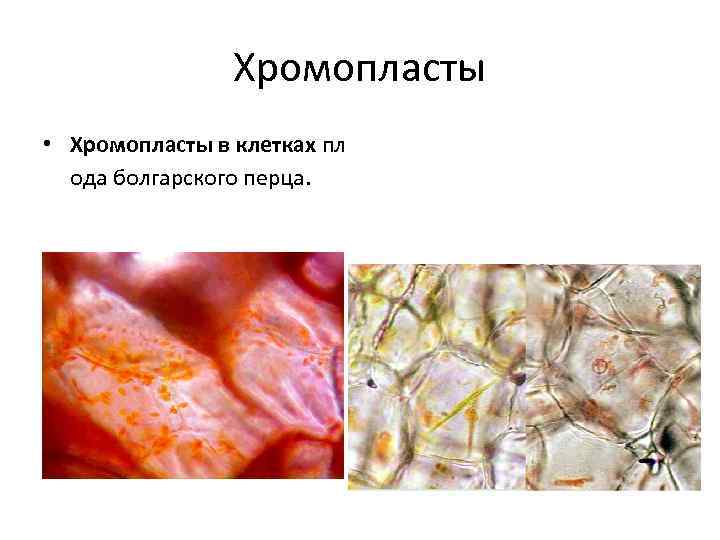 Хромопласты • Хромопласты в клетках пл ода болгарского перца. 