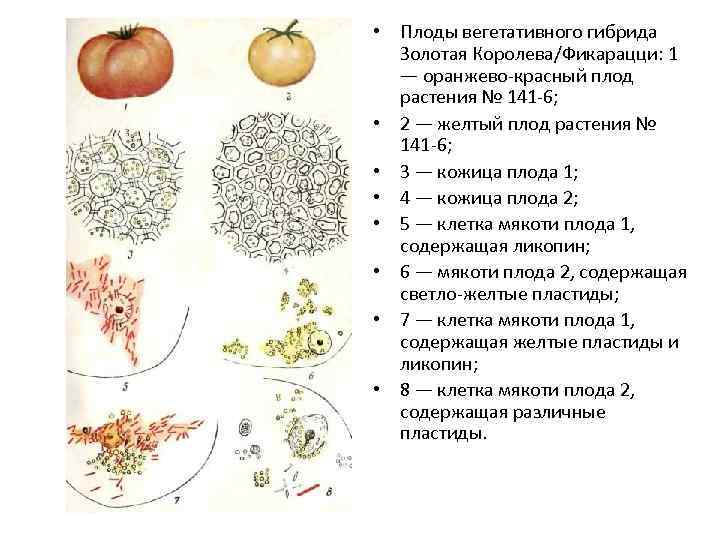  • Плоды вегетативного гибрида Золотая Королева/Фикарацци: 1 — оранжево-красный плод растения № 141