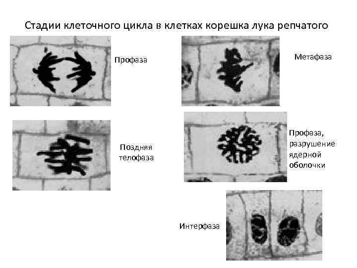 Митоз в клетках корешка лука картинки