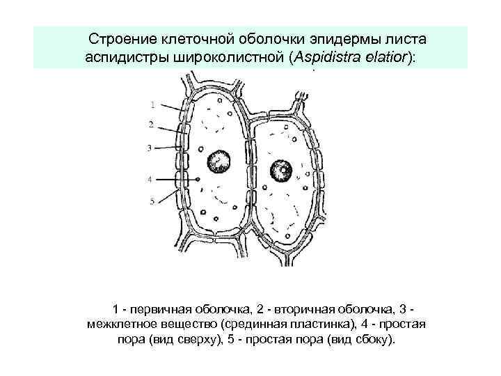 Наличие толстой клеточной оболочки пластид г и структуры обозначенной на рисунке буквой а признаки