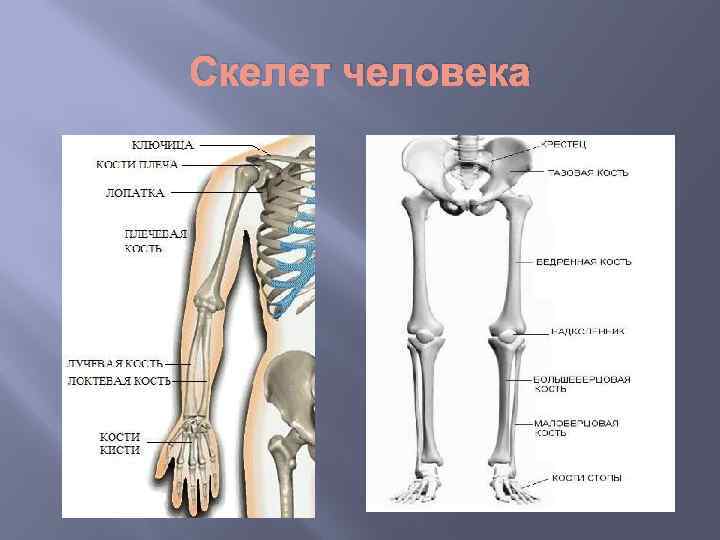 Скелет человека 