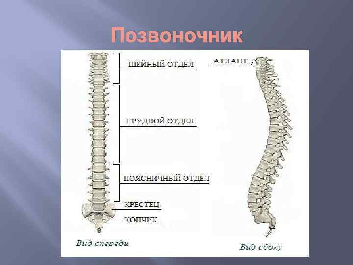 Позвоночник 