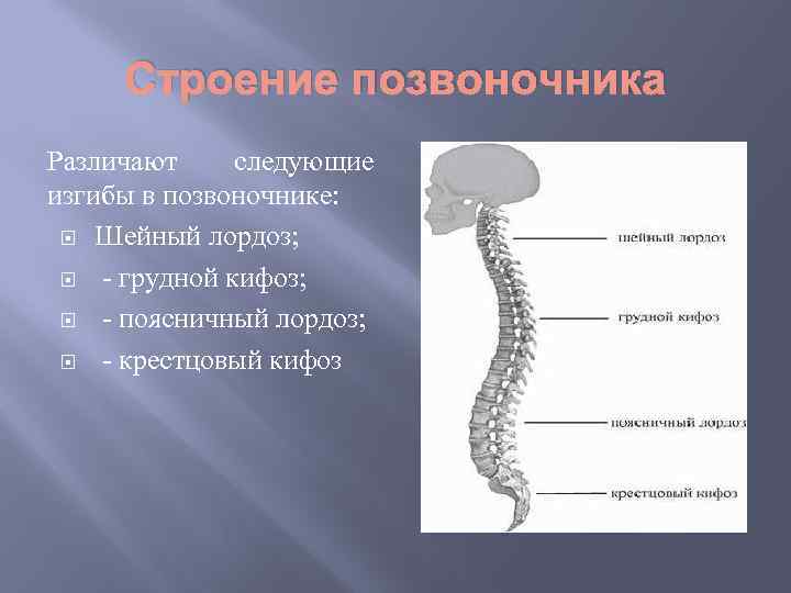 Строение позвоночника Различают следующие изгибы в позвоночнике: Шейный лордоз; - грудной кифоз; - поясничный