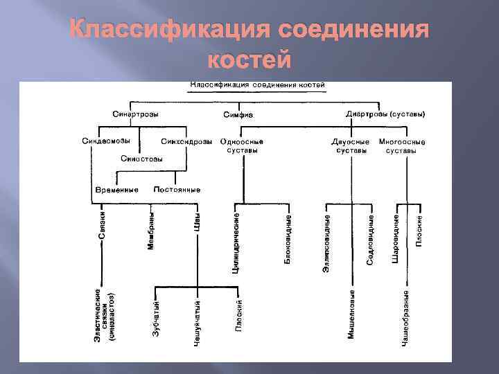 Классификация соединения костей 