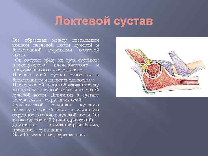 Локтевой сустав Он образован между дистальным концом плечевой кости лучевой и блоковидной вырезками локтевой