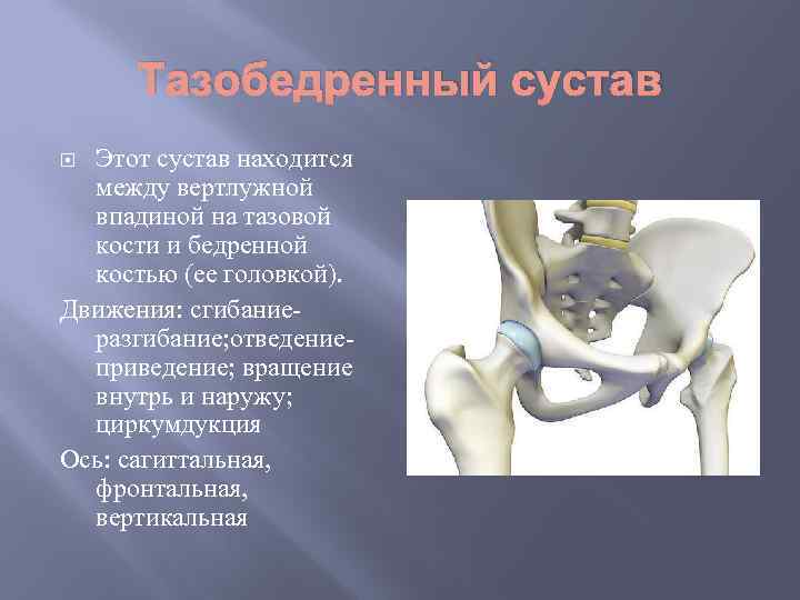 Тазобедренный сустав Этот сустав находится между вертлужной впадиной на тазовой кости и бедренной костью