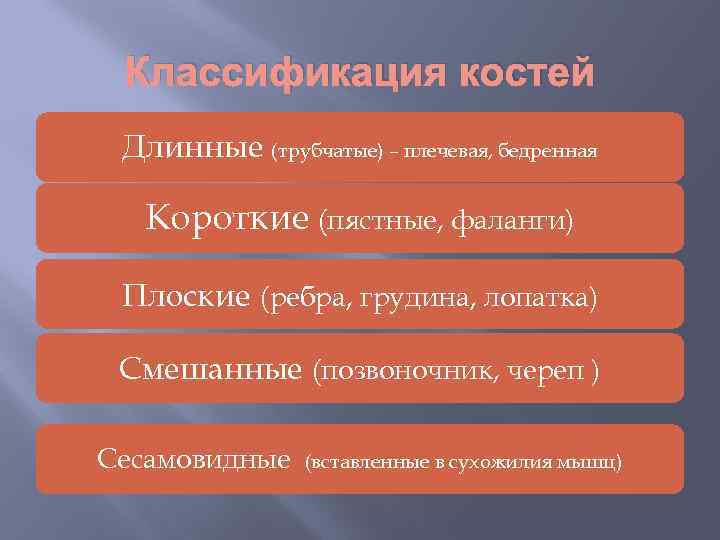 Классификация костей Длинные (трубчатые) – плечевая, бедренная Короткие (пястные, фаланги) Плоские (ребра, грудина, лопатка)