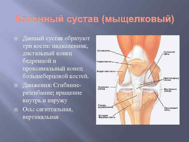 Коленный сустав (мыщелковый) Данный сустав образуют три кости: надколенник, дистальный конец бедренной и проксимальный