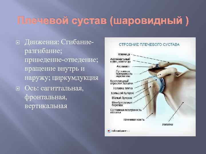 Плечевой сустав (шаровидный ) Движения: Сгибаниеразгибание; приведение-отведение; вращение внутрь и наружу; циркумдукция Ось: сагиттальная,