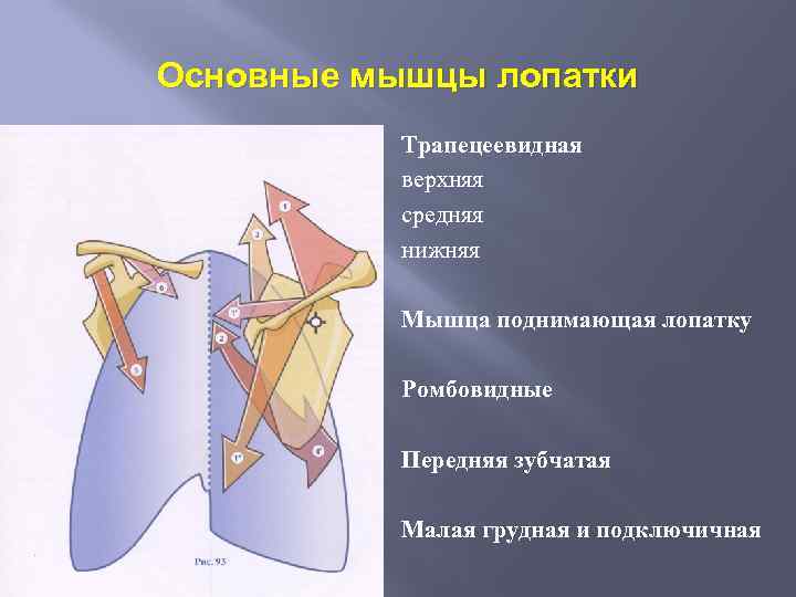 Основные мышцы лопатки Трапецеевидная верхняя средняя нижняя Мышца поднимающая лопатку Ромбовидные Передняя зубчатая Малая