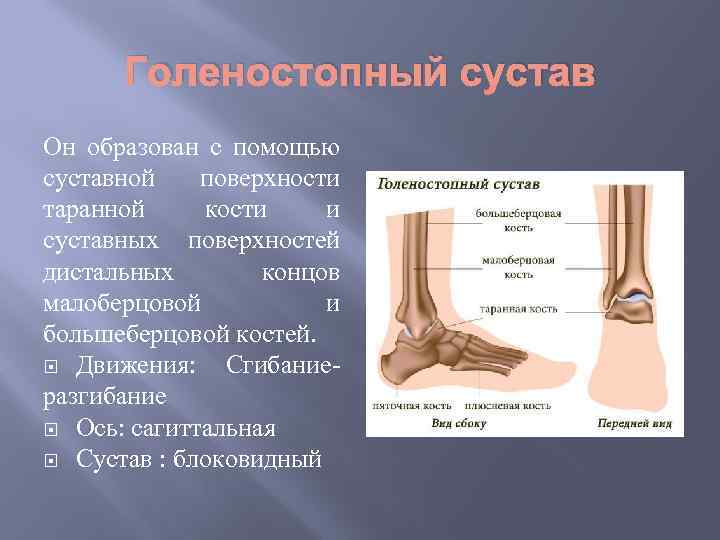 Голеностопный сустав Он образован с помощью суставной поверхности таранной кости и суставных поверхностей дистальных