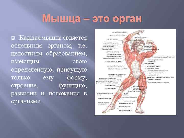 Мышца – это орган Каждая мышца является отдельным органом, т. е. целостным образованием, имеющим