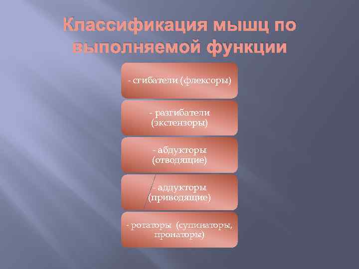 Классификация мышц по выполняемой функции - сгибатели (флексоры) - разгибатели (экстензоры) - абдукторы (отводящие)