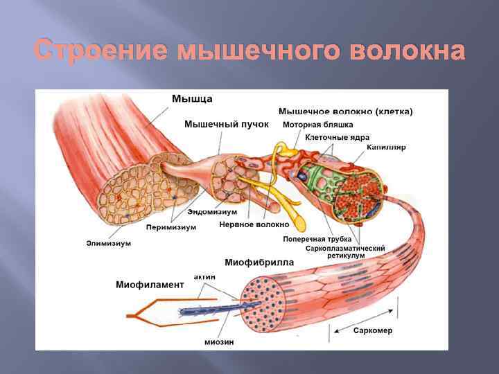 Строение мышечного волокна 