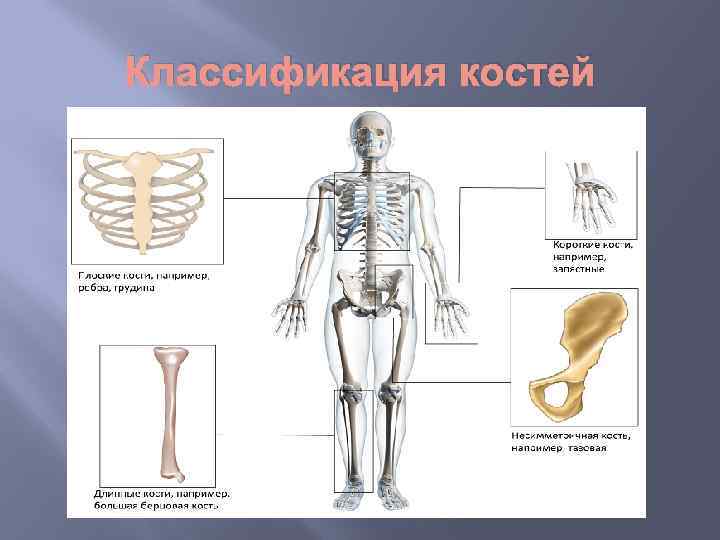 Классификация костей 