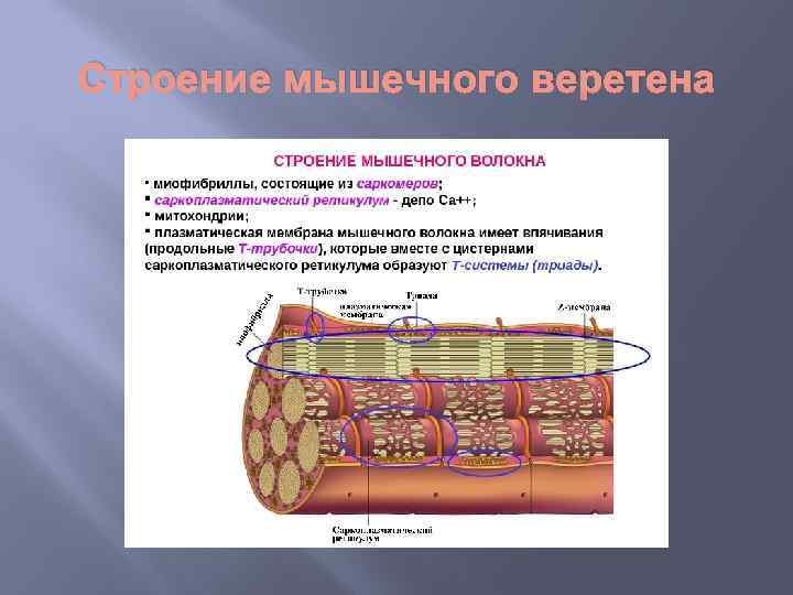 Строение мышечного веретена 