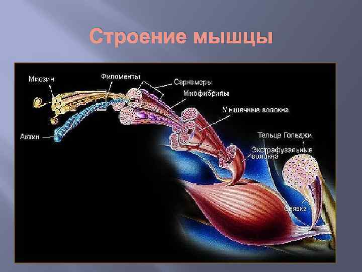 Строение мышцы 