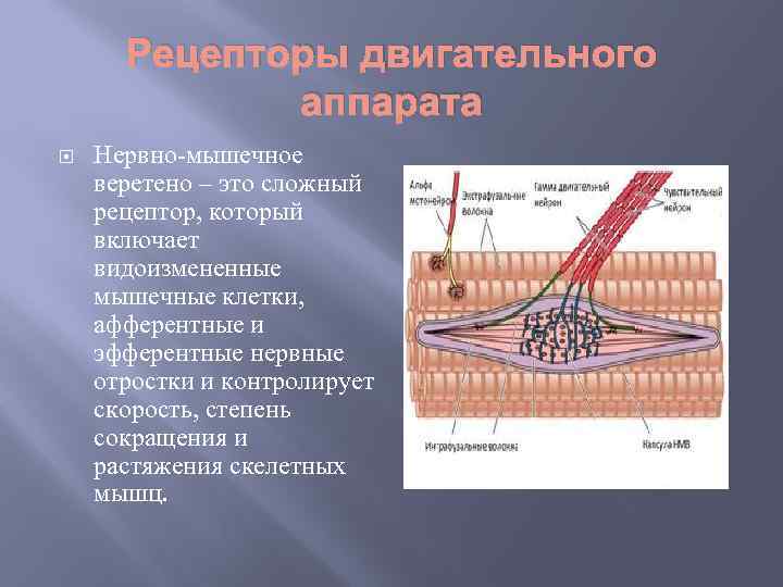 Рецепторы двигательного аппарата Нервно-мышечное веретено – это сложный рецептор, который включает видоизмененные мышечные клетки,